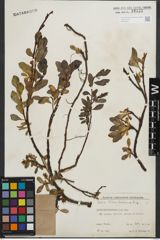 Foto von Salix kitaibeliana Willd.